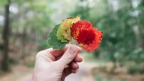 ritucharya-the-ayurvedic-routine-for-every-season